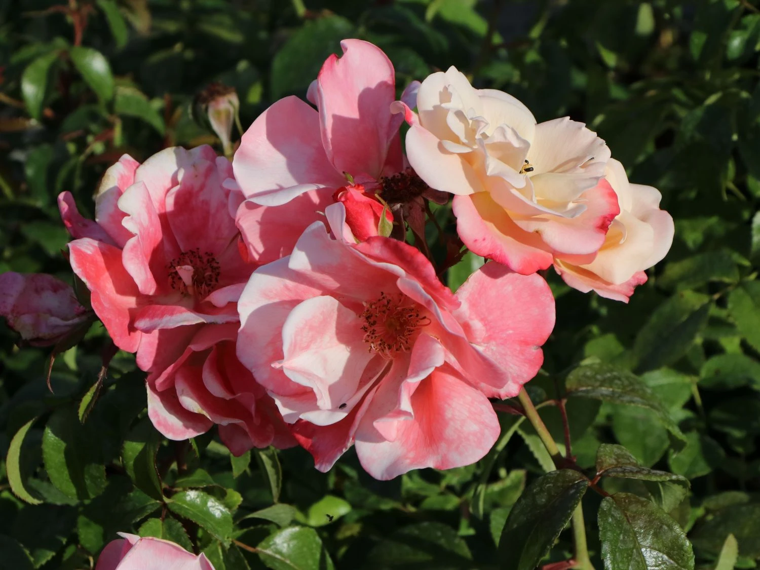 Beetrose 'Roseromantic' ® 1 Beetrose 'Roseromantic' ®