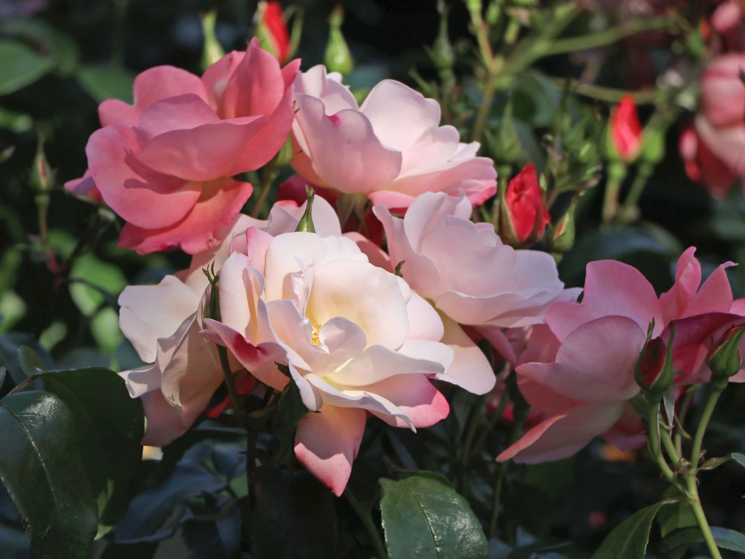 Beetrose 'Roseromantic' ® 6 Beetrose 'Roseromantic' ® – Bild 6