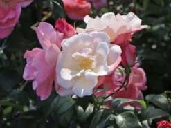 Beetrose 'Roseromantic' ® 17 Beetrose 'Roseromantic' ® -Edelrosen Geschaft beetrose roseromantic m099220 w 1