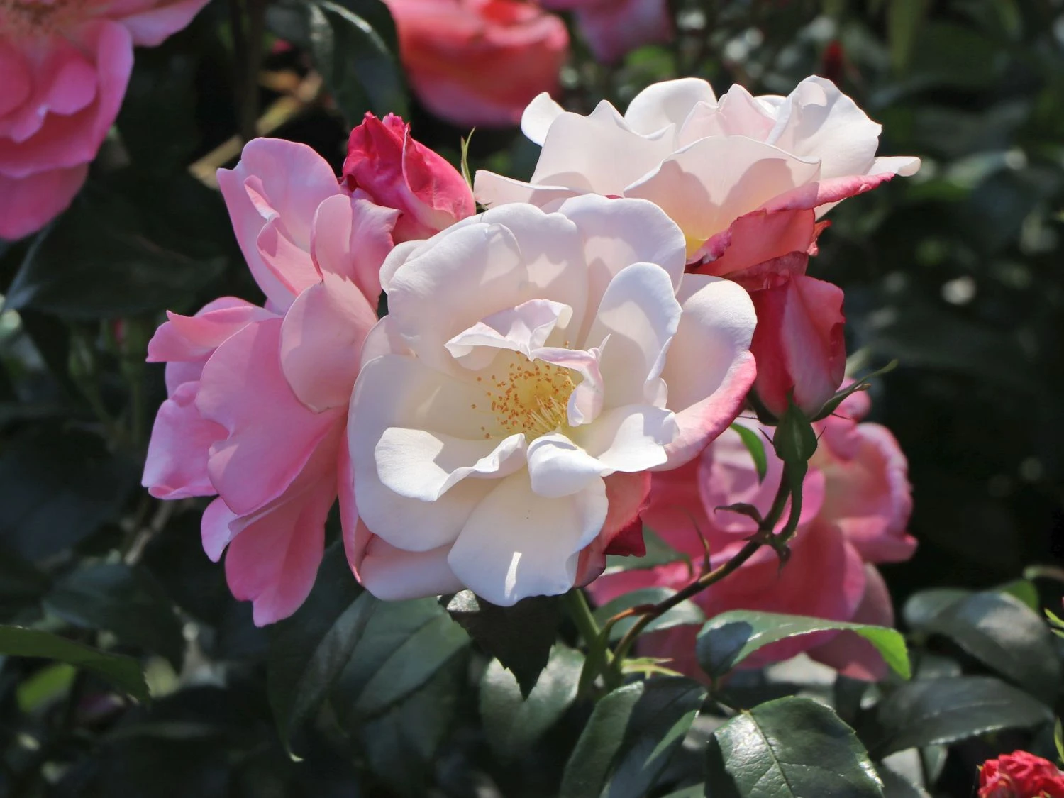 Beetrose 'Roseromantic' ® 7 Beetrose 'Roseromantic' ® – Bild 7