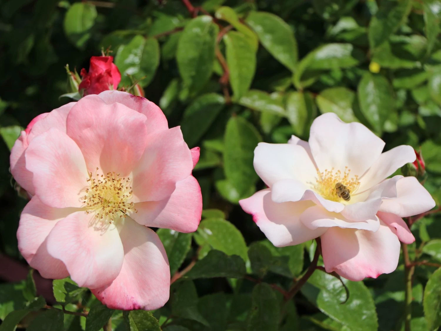 Beetrose 'Roseromantic' ® 3 Beetrose 'Roseromantic' ® – Bild 3