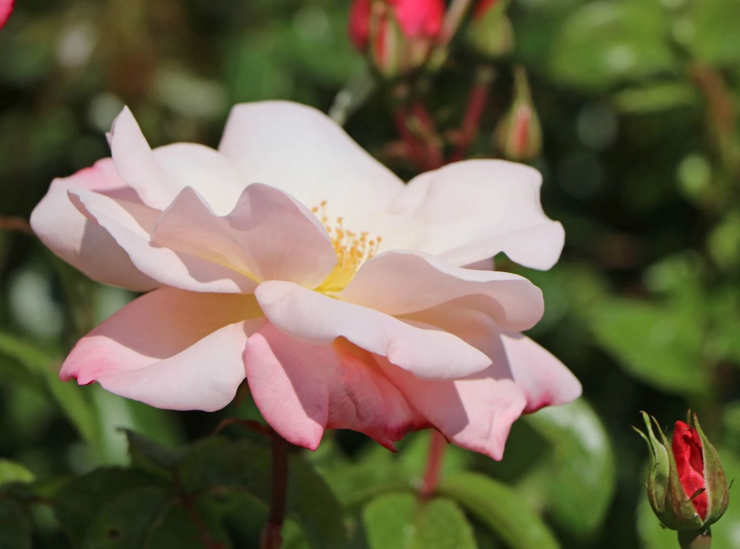 Beetrose 'Roseromantic' ® 4 Beetrose 'Roseromantic' ® – Bild 4