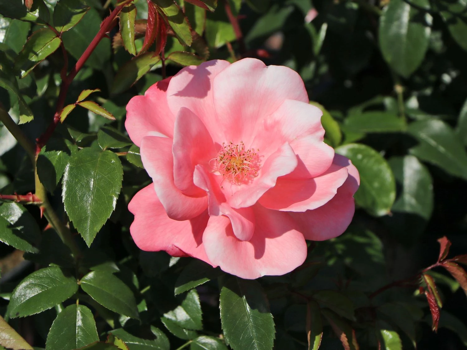 Beetrose 'Roseromantic' ® 5 Beetrose 'Roseromantic' ® – Bild 5