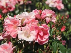 Beetrose 'Roseromantic' ® 19 Beetrose 'Roseromantic' ® -Edelrosen Geschaft beetrose roseromantic m099220 w 7