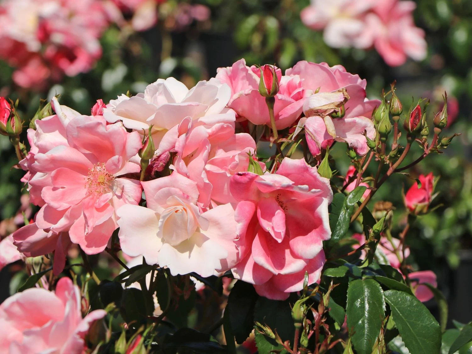 Beetrose 'Roseromantic' ® 9 Beetrose 'Roseromantic' ® – Bild 9