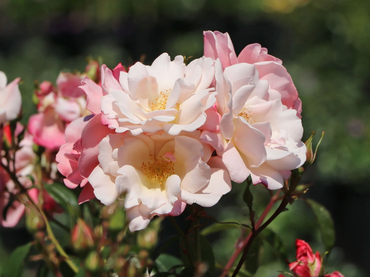 Beetrose 'Roseromantic' ® 11 Beetrose 'Roseromantic' ® – Bild 11