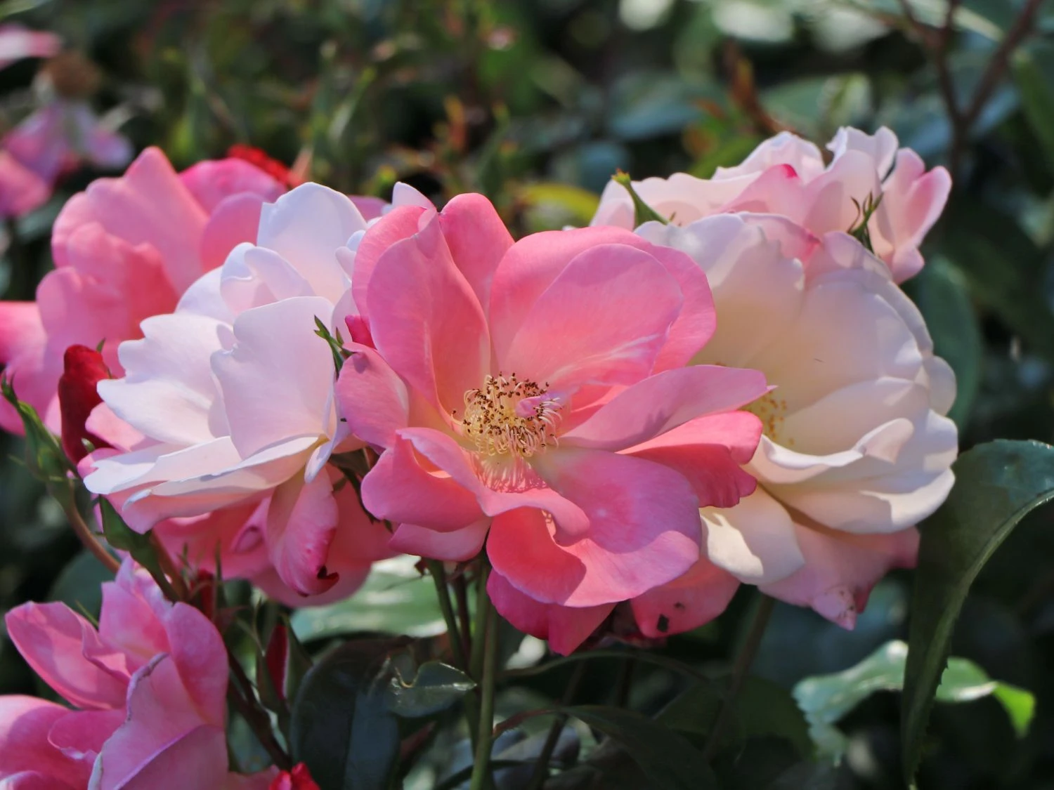 Beetrose 'Roseromantic' ® 2 Beetrose 'Roseromantic' ® – Bild 2