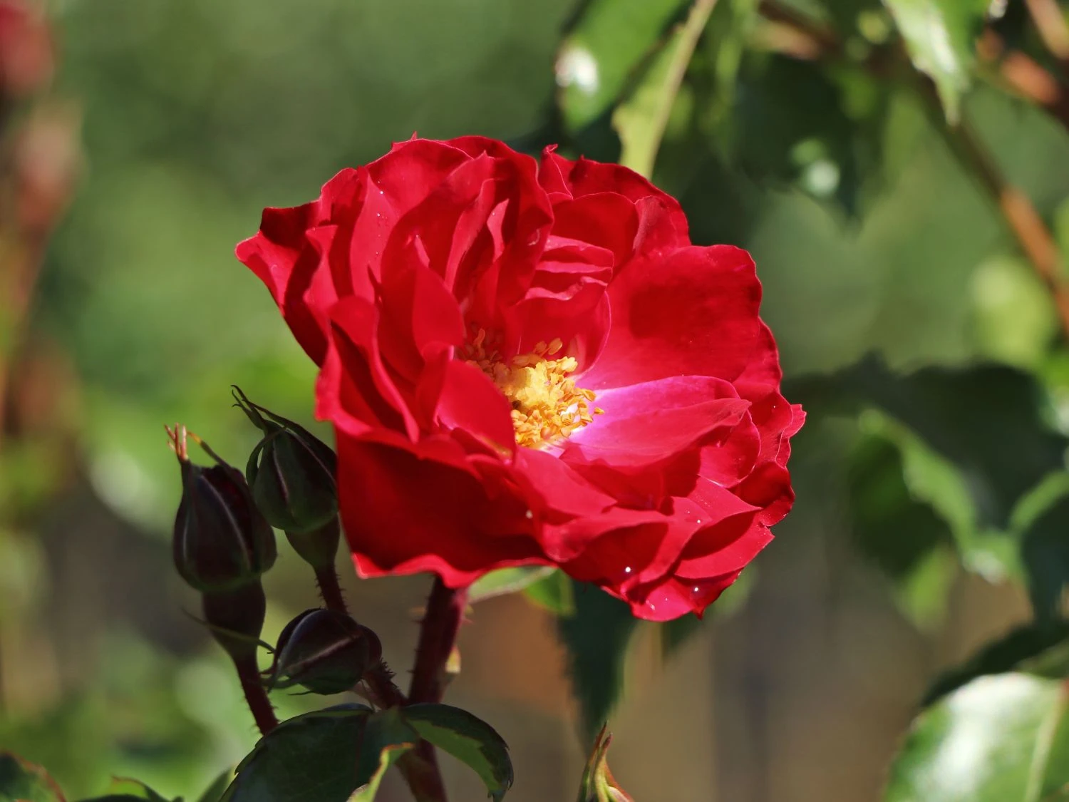 Beetrose 'Rotilia' ® 1 Beetrose 'Rotilia' ®