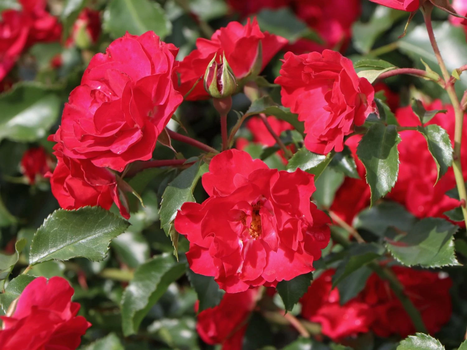 Beetrose 'Rotilia' ® 6 Beetrose 'Rotilia' ® – Bild 6