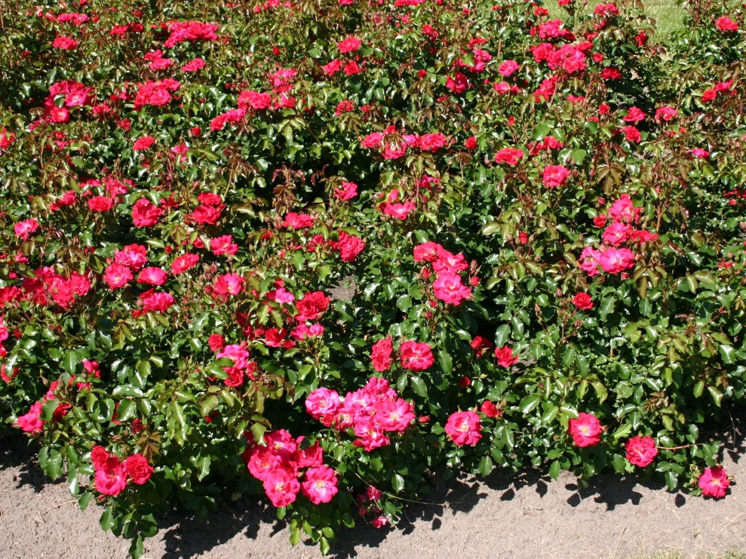 Beetrose 'Rotilia' ® 9 Beetrose 'Rotilia' ® – Bild 9