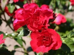 Beetrose 'Rotilia' ® 20 Beetrose 'Rotilia' ® -Edelrosen Geschaft beetrose rotilia m002708 w 2