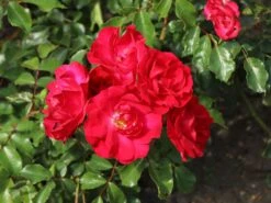 Beetrose 'Rotilia' ® 18 Beetrose 'Rotilia' ® -Edelrosen Geschaft beetrose rotilia m002708 w 3