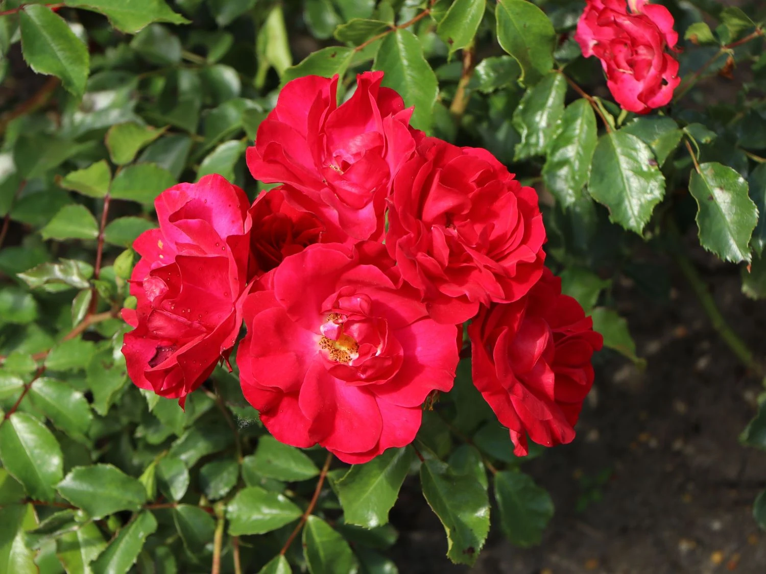 Beetrose 'Rotilia' ® 8 Beetrose 'Rotilia' ® – Bild 8