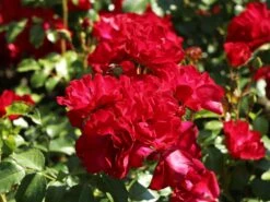 Beetrose 'Rotilia' ® 13 Beetrose 'Rotilia' ® -Edelrosen Geschaft beetrose rotilia m002708 w 4