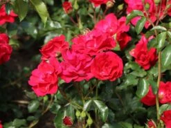 Beetrose 'Rotilia' ® 17 Beetrose 'Rotilia' ® -Edelrosen Geschaft beetrose rotilia m002708 w 5