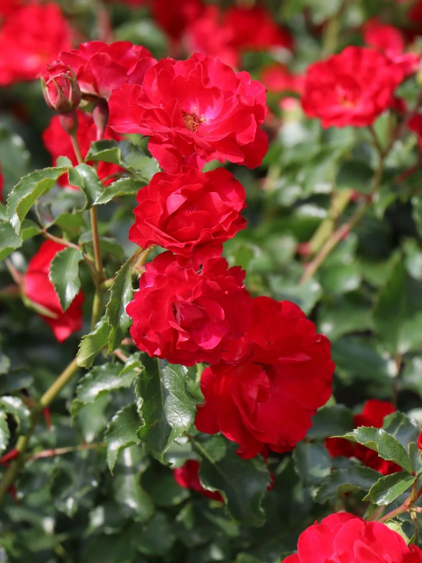 Beetrose 'Rotilia' ® 5 Beetrose 'Rotilia' ® – Bild 5