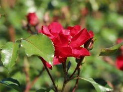 Beetrose 'Rotilia' ® 14 Beetrose 'Rotilia' ® -Edelrosen Geschaft beetrose rotilia m002708 w 7