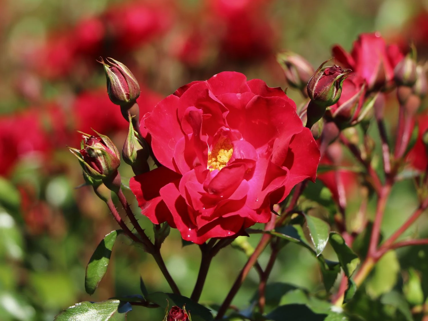 Beetrose 'Rotilia' ® 2 Beetrose 'Rotilia' ® – Bild 2