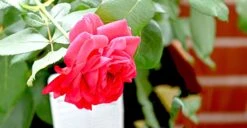 Beetrose 'Rouge Meilove' ® 27 Beetrose 'Rouge Meilove' ® -Edelrosen Geschaft beetrose rouge meilove adr rose m059983 823480 0