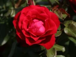 Beetrose 'Rouge Meilove' ® 21 Beetrose 'Rouge Meilove' ® -Edelrosen Geschaft beetrose rouge meilove adr rose m059983 w 1