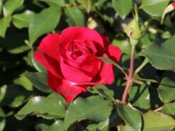 Beetrose 'Rouge Meilove' ® 17 Beetrose 'Rouge Meilove' ® -Edelrosen Geschaft beetrose rouge meilove adr rose m059983 w 3