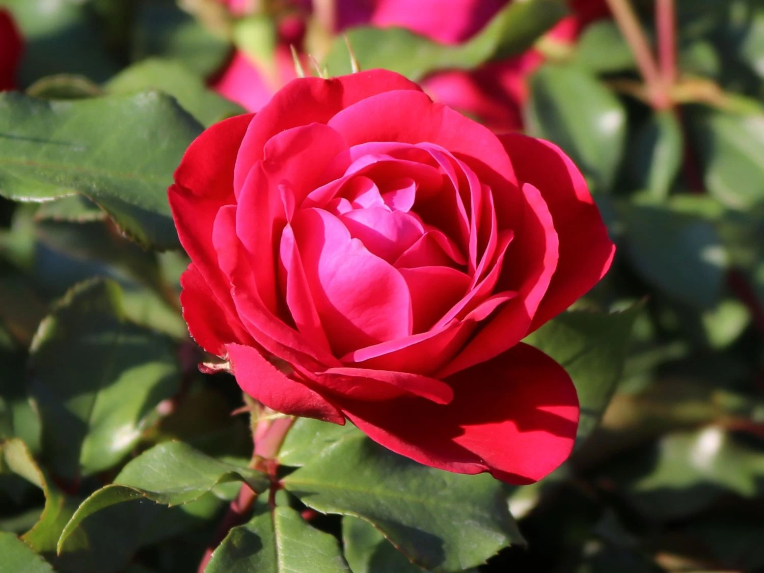 Beetrose 'Rouge Meilove' ® 3 Beetrose 'Rouge Meilove' ® – Bild 3