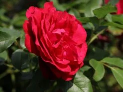 Beetrose 'Rouge Meilove' ® 19 Beetrose 'Rouge Meilove' ® -Edelrosen Geschaft beetrose rouge meilove adr rose m059983 w 6