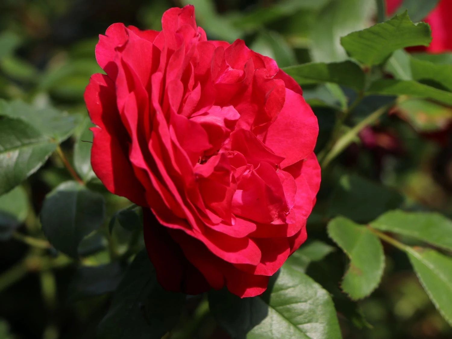 Beetrose 'Rouge Meilove' ® 6 Beetrose 'Rouge Meilove' ® – Bild 6