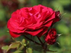 Beetrose 'Rouge Meilove' ® 23 Beetrose 'Rouge Meilove' ® -Edelrosen Geschaft beetrose rouge meilove adr rose m059983 w 7