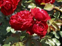 Beetrose 'Rouge Meilove' ®