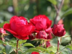 Beetrose 'Rouge Meilove' ® 25 Beetrose 'Rouge Meilove' ® -Edelrosen Geschaft beetrose rouge meilove m059983 w 0