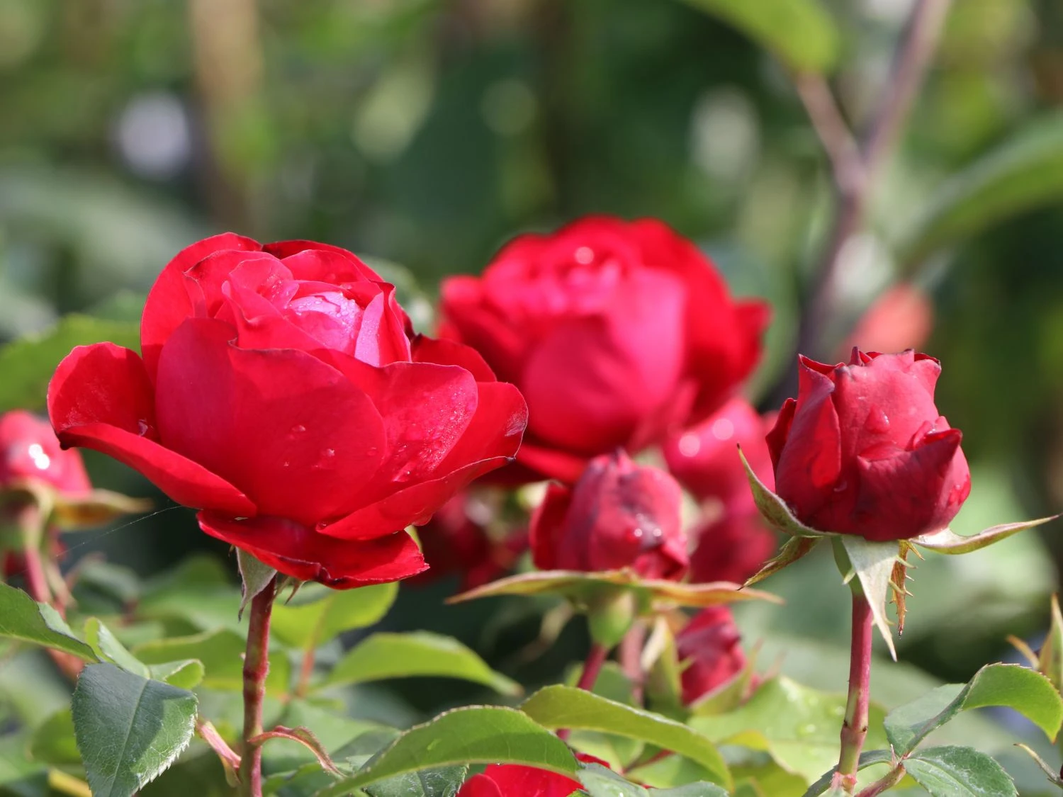 Beetrose 'Rouge Meilove' ® 12 Beetrose 'Rouge Meilove' ® – Bild 12