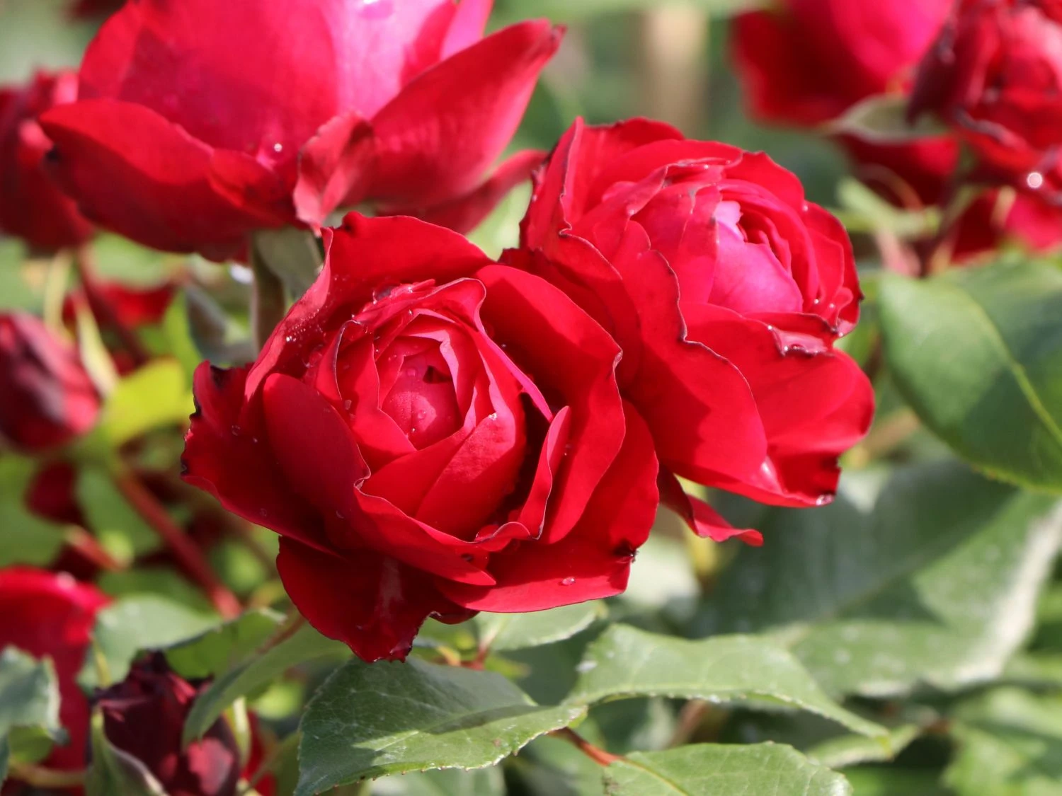 Beetrose 'Rouge Meilove' ® 13 Beetrose 'Rouge Meilove' ® – Bild 13