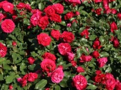 Beetrose 'Rouge Meilove' ® 20 Beetrose 'Rouge Meilove' ® -Edelrosen Geschaft beetrose rouge meilove m059983 w 2