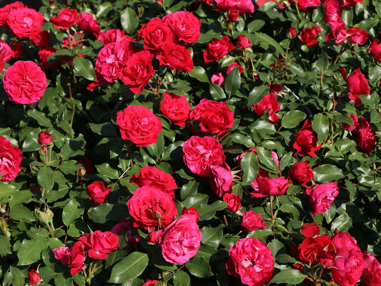 Beetrose 'Rouge Meilove' ® 7 Beetrose 'Rouge Meilove' ® – Bild 7