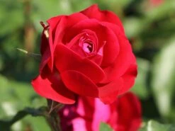 Beetrose 'Rouge Meilove' ® 24 Beetrose 'Rouge Meilove' ® -Edelrosen Geschaft beetrose rouge meilove m059983 w 3