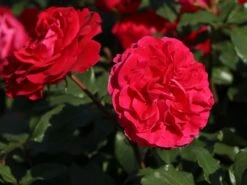 Beetrose 'Rouge Meilove' ® 22 Beetrose 'Rouge Meilove' ® -Edelrosen Geschaft beetrose rouge meilove m059983 w 4