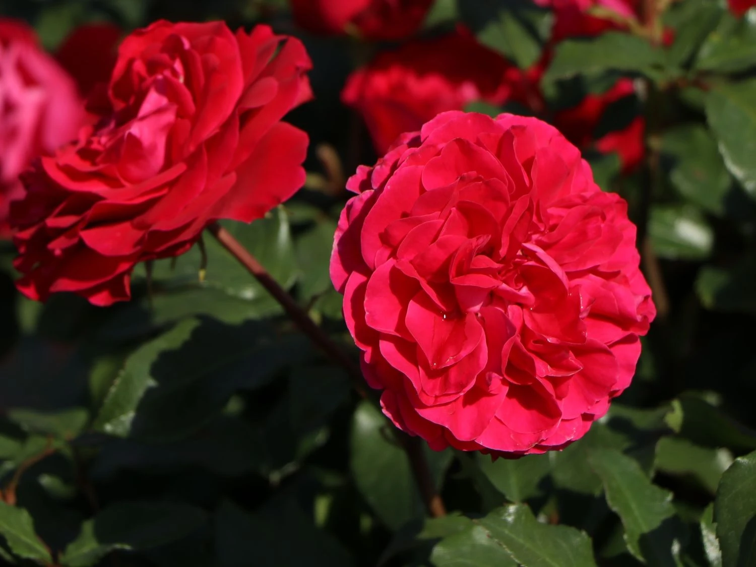 Beetrose 'Rouge Meilove' ® 9 Beetrose 'Rouge Meilove' ® – Bild 9