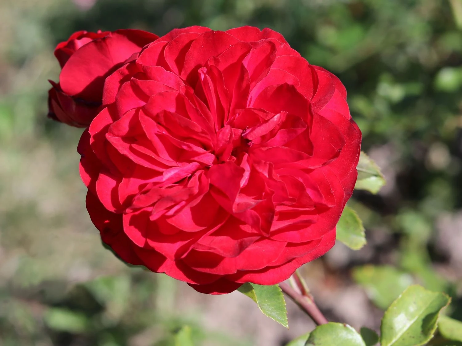 Beetrose 'Rouge Meilove' ® 2 Beetrose 'Rouge Meilove' ® – Bild 2