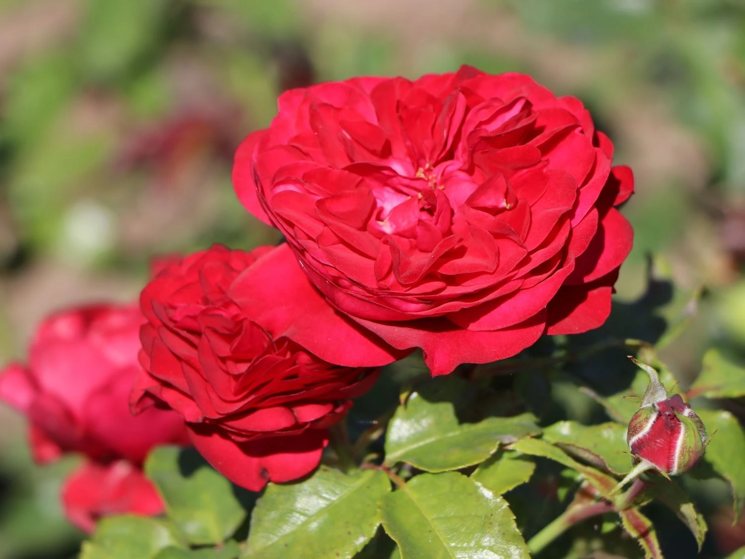 Beetrose 'Rouge Meilove' ® 5 Beetrose 'Rouge Meilove' ® – Bild 5