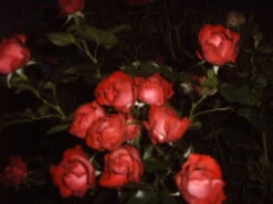 Beetrose 'Schöne Koblenzerin' ® / 'Marie Rottrová' 9 Beetrose 'Schöne Koblenzerin' ® / 'Marie Rottrová' -Edelrosen Geschaft beetrose schoene koblenzerin marie rottrov m055138 633776 0