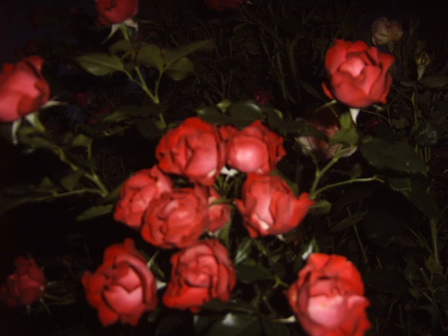 Beetrose 'Schöne Koblenzerin' ® / 'Marie Rottrová' 5 Beetrose 'Schöne Koblenzerin' ® / 'Marie Rottrová' – Bild 5