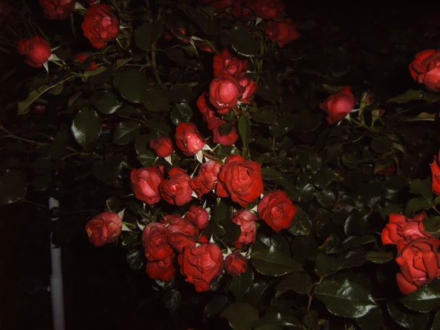 Beetrose 'Schöne Koblenzerin' ® / 'Marie Rottrová' 4 Beetrose 'Schöne Koblenzerin' ® / 'Marie Rottrová' – Bild 4