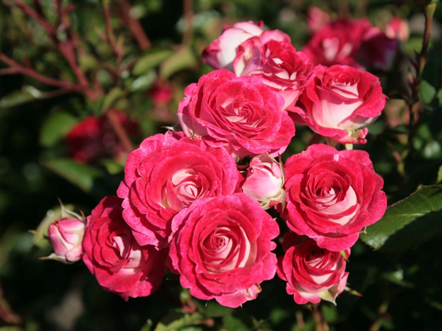 Beetrose 'Schöne Koblenzerin' ® / 'Marie Rottrová' 1 Beetrose 'Schöne Koblenzerin' ® / 'Marie Rottrová'