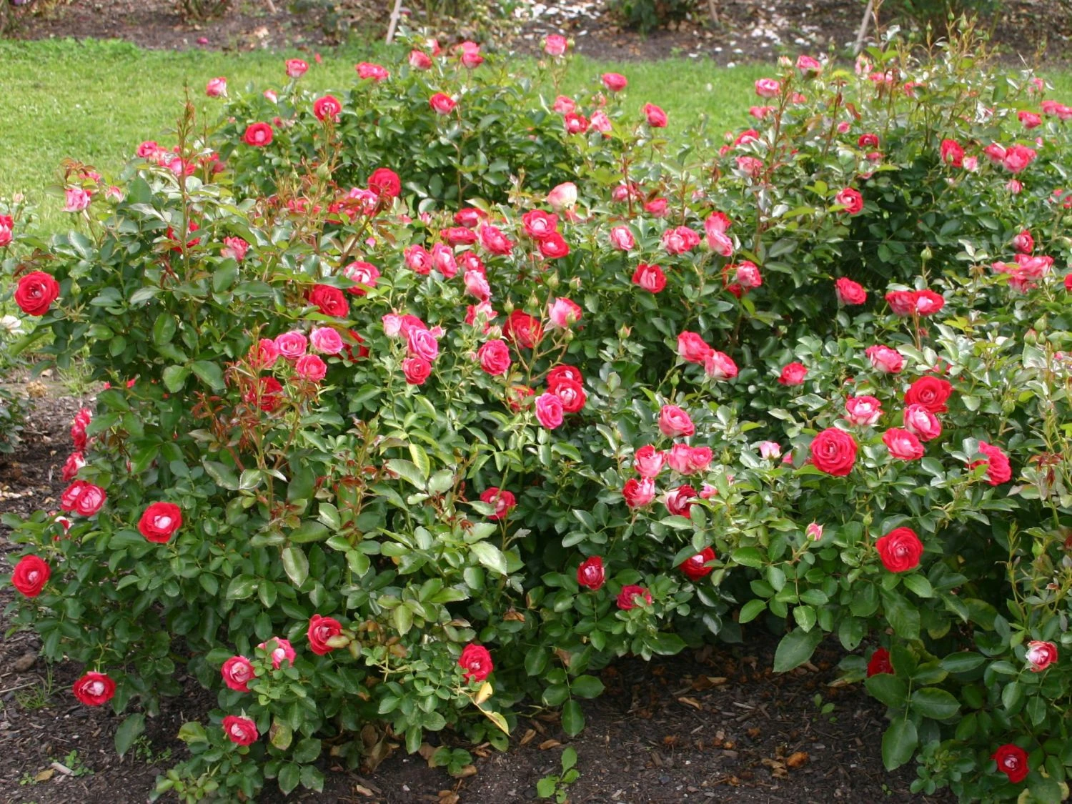 Beetrose 'Schöne Koblenzerin' ® / 'Marie Rottrová' 2 Beetrose 'Schöne Koblenzerin' ® / 'Marie Rottrová' – Bild 2
