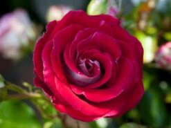 Beetrose 'Schöne Koblenzerin' ® / 'Marie Rottrová' 7 Beetrose 'Schöne Koblenzerin' ® / 'Marie Rottrová' -Edelrosen Geschaft beetrose schoene koblenzerin marie rottrov m055138 w 1