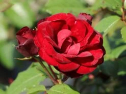 Beetrose 'Schwabenmädel' ®