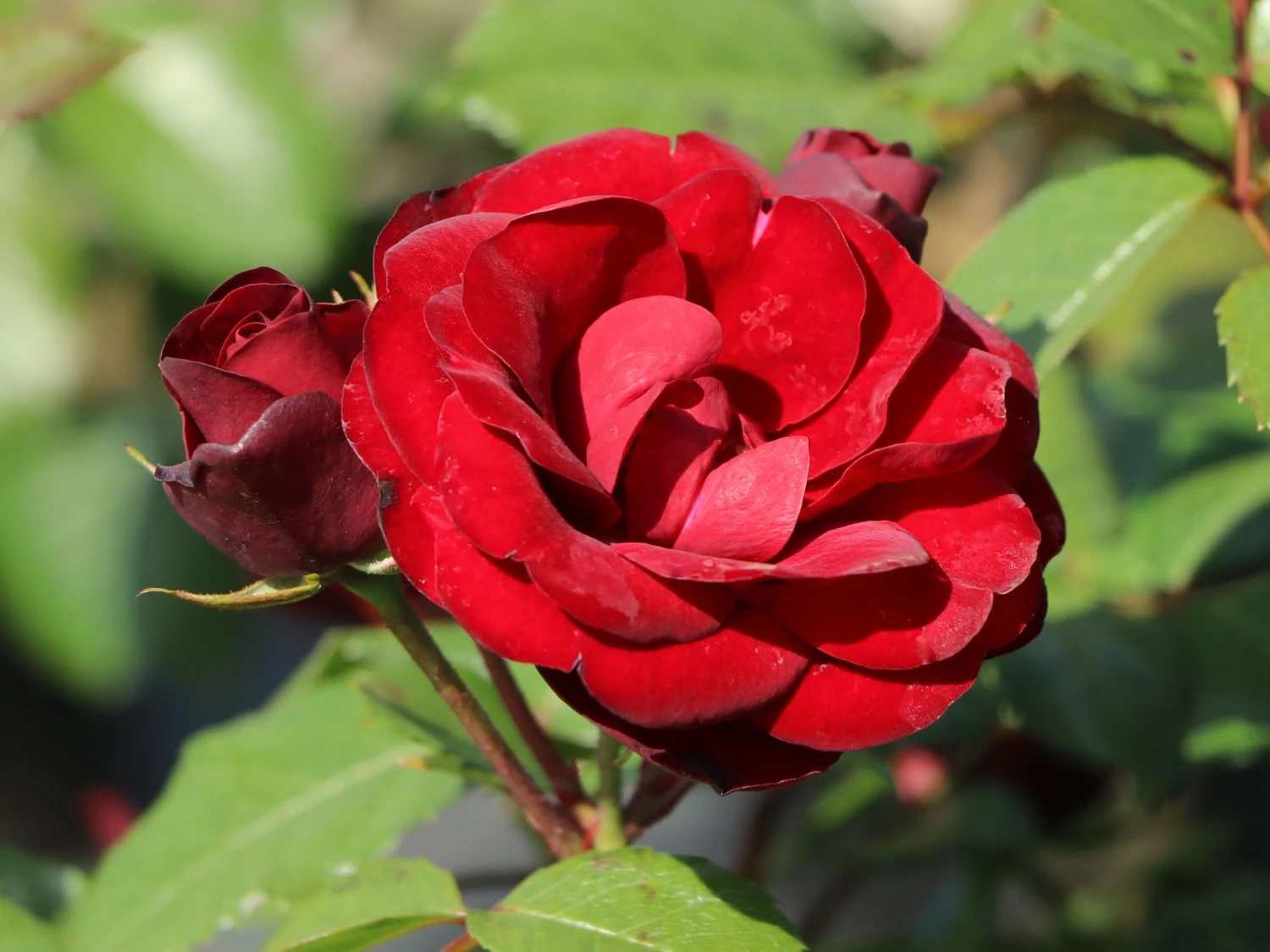 Beetrose 'Schwabenmädel' ® 1 Beetrose 'Schwabenmädel' ®