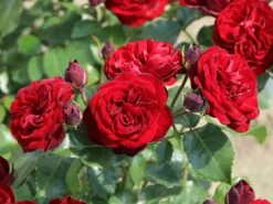 Beetrose 'Schwabenmädel' ® 16 Beetrose 'Schwabenmädel' ® -Edelrosen Geschaft beetrose schwabenmaedel m056202 w 0