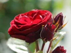 Beetrose 'Schwabenmädel' ® 25 Beetrose 'Schwabenmädel' ® -Edelrosen Geschaft beetrose schwabenmaedel m056202 w 1